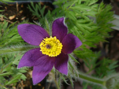 Pulsatilla vulgaris Wildemanskruid bestellen